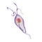 Trichomonas vaginalis protozoan