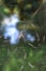 Trichonephila clavata spider net with blur green background in the forest