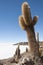 Trichoreceus Cactus on Isla Incahuasi -Isla del Pescado- in the middle of the world`s biggest salt plain Salar de Uyuni, Bolivia