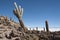 Trichoreceus Cactus on Isla Incahuasi Isla del Pescado in the middle of the world`s biggest salt plain Salar de Uyuni, Bolivia