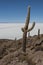 Trichoreceus Cactus on Isla Incahuasi Isla del Pescado in the middle of the world`s biggest salt plain Salar de Uyuni, Bolivia