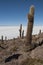 Trichoreceus Cactus on Isla Incahuasi Isla del Pescado in the middle of the world`s biggest salt plain Salar de Uyuni, Bolivia