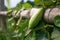 Trichosanthes dioica, also known as pointed gourd, is a vine plant in the family Cucurbitaceae, isolated big closeup image