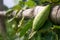 Trichosanthes dioica, also known as pointed gourd, is a vine plant in the family Cucurbitaceae, isolated big closeup image