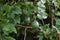 Trichosanthes kirilowii var. japonica unripe fruits. Cucurbitaceae dioecious perennial vine.