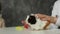 Trichromatic furry guinea pig sit on table closeup isolated on gray background, selective focus. Female hand gently