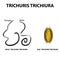 Trichuris trichiura structure of an adult. The structure of the egg Trichuris trichiura. Set. Infographics. Vector