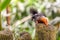 Tricolor asian prevost`s squirrel sits on a stump