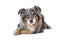 Tricolor Australian Shepherd