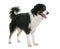 Tricolor australian shepherd