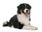 Tricolor australian shepherd