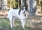 Tricolor Australian Shepherd Cattledog Border Collie mix breed dog outside on leash
