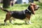 Tricolor Basset Hound Limousine Dog