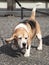 Tricolor Bassett Hound on Leash Sniffing the Pavement