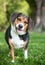 A tricolor Beagle dog listening with a head tilt