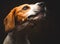 Tricolor Beagle dog waiting and catching a treat in studio, against dark background