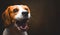 Tricolor Beagle dog waiting and catching a treat in studio, against dark background