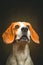 Tricolor Beagle dog waiting and catching a treat in studio, against dark background