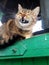 tricolor beautiful cat growls on the fence, set her teeth