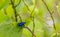 Tricolor Big-legged, Sagra Femorata ,Blue Frog- legged Beetle