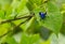 Tricolor Big-legged, Sagra Femorata, Blue Frog- legged Beetle on