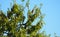 Tricolor bird perched on almond tree, lerida, spain, europe