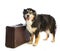 Tricolor black Australian shepherd with old suitcase