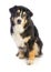 Tricolor black Australian shepherd is sitting and looking ahead