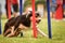 Tricolor border collie in agility slalom