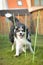 Tricolor border collie in agility slalom