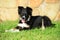 A tricolor border collie puppy dog laid down