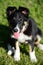 A tricolor border collie puppy dog sitting on gras