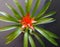 A tricolor Bromeliad Bromelia flower