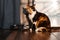 A tricolor cat is begging for food on the kitchen floor near the refrigerator under the rays of the sun at dawn.