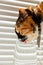 Tricolor cat drinks water from a transparent glass cup on a background of white rolls. a pet in a leather collar in the sun rays