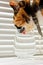 Tricolor cat drinks water from a transparent glass cup on a background of white rolls. a pet in a leather collar in the sun rays