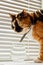 Tricolor cat drinks water from a transparent glass cup on a background of white rolls. a pet in a leather collar in the sun rays