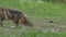 Tricolor cat on the green grass sits