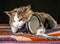 Tricolor cat holds the Djembe drum on a colorful rug