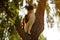 Tricolor cat hunts on the curly willow tree in the summer garden