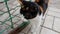 Tricolor cat lies in a box, close-up face with green eyes