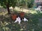 Tricolor cat lying in the grass in the shade.