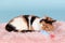 The tricolor cat is lying quietly on a fluffy pink litter.