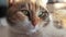 Tricolor cat portrait face lies on lifestyle the window light falls on the face. pet care pet