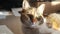 Tricolor cat portrait face lies on the window light falls on the face. pet care pet lifestyle