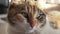 Tricolor cat portrait face lies on the window light falls lifestyle on the face. pet care pet