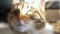Tricolor cat portrait face lies on the window light falls on lifestyle the face. pet care pet