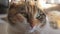 Tricolor cat portrait face lies on the window light lifestyle falls on the face. pet care pet