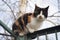 Tricolor cat rest on the fence near birch tree