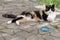 Tricolor cat rest outdoor, near blue collar on the floor